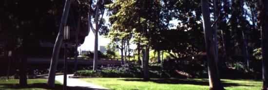 A verdant view of campus.